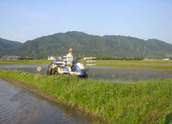 幅広く植えた苗